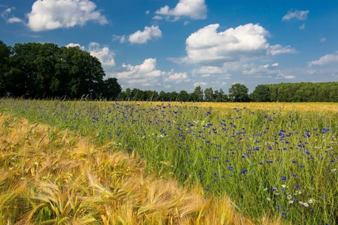 Cornflowers on a grain field in summer, Oldenburger Münsterland, Goldenstedt, Lower Saxony, Germany