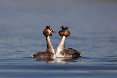 Great crested grebe (Podiceps cristatus) two adult birds performing their love courtship display on