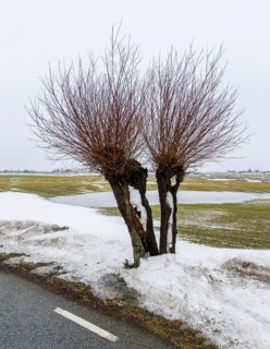 Winter, soon spring. Snowmelt. Lonely willow tree stands by a field with melting snow and water in