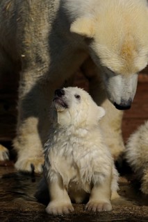 A polar bear cub looks up to a larger bear, polar bear (Ursus genus maritimus), captive