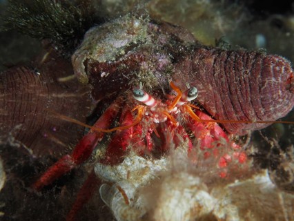Close-up of Red Hermit Crab (Dardanus calidus) with protruding red legs, dive site Giens Peninsula,