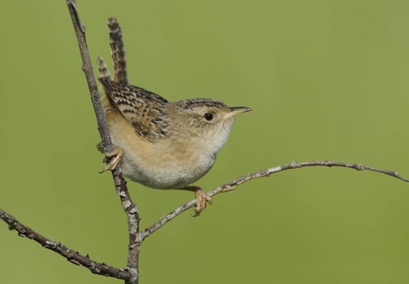 Sedge Wren (Cistothorus platensis), Alberta, Canada