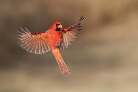 Northern Cardinal (Cardinalis cardinalis) male flying, Texas, USA