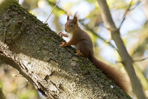 A squirrel (Sciurus vulgaris) on a sunny tree branch looks around attentively, Hesse, Germany