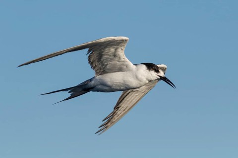 White-cheeked Tern (Sterna repressa) flying, Eilat, Israel