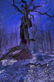 Old oak tree, Primeval forest Urwald Sababurg, Hofgeismar, Weser Uplands, Weserbergland, Hesse,