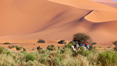 Group of people with camels in a sandy desert landscape and sparse vegetation, Tuareg with his