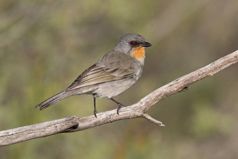 Gilbert's Whistler (Pachycephala inornata) male, Victoria, Australia