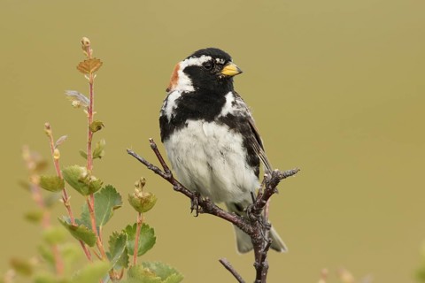 Lapland Longspur (Calcarius lapponicus) male, Norway