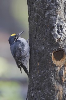 Black-backed Woodpecker (Picoides arcticus) male, Manitoba, Canada