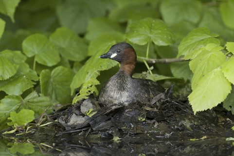 Little Grebe (Tachybaptus ruficollis), Saxony, Germany