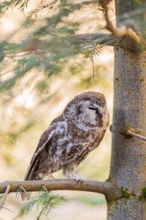 Boreal owl (Aegolius funereus) sitting in a tree in winter, Bavarian Forest Nationalpark, Bavaria,
