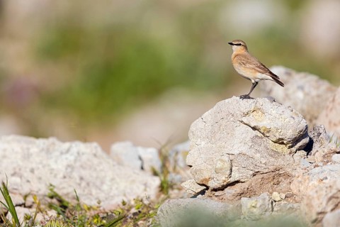 Isabelline Wheatear, (Oenanthe isabellina), biotope, habitat, foraging, animals, birds, songbird,