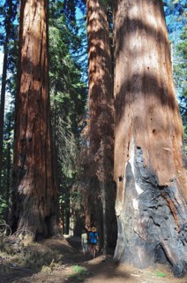 People walk between tall sequoia trees, giant sequoia (Sequoiadendron giganteum), and experience
