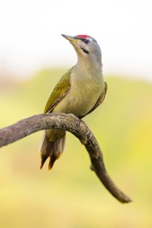 Grey-headed woodpecker (Picus canus), Pic cendré, Pito Cano, Ormoz area, Ormoz, Podravska, Slovenia