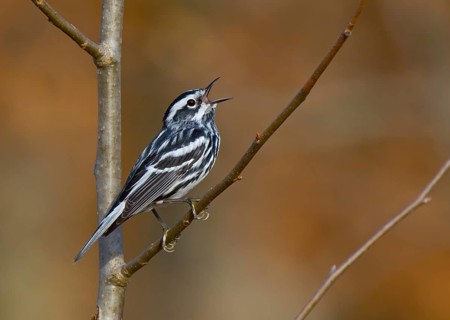 Black-and-white Warbler (Mniotilta varia) singing, Ohio, USA