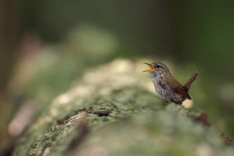 Winter Wren (Troglodytes hiemalis) perched on a branch in southern Ontario, Canada