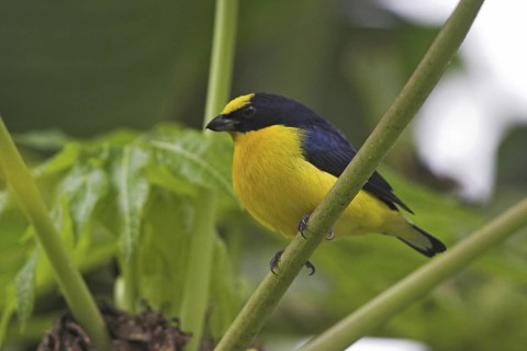 Thick-billed Euphonia (Euphonia laniirostris) male, Costa Rica
