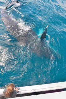 People on boat whale watching, Queensland, Australia