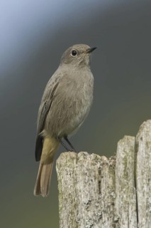 Black Redstart (Phoenicurus ochruros) female, Rhineland-Palatinate, Germany