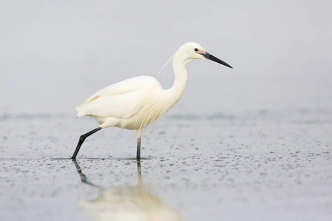 Little Egret (Egretta garzetta) foraging, Victoria, Australia