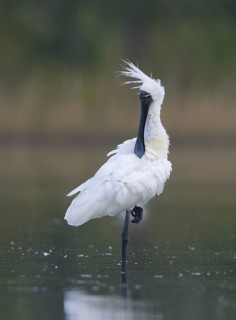 Royal Spoonbill (Platalea regia), Victoria, Australia