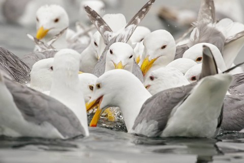 Glaucous-winged Gull (Larus glaucescens) swimming on the ocean near the coast of Washington State,