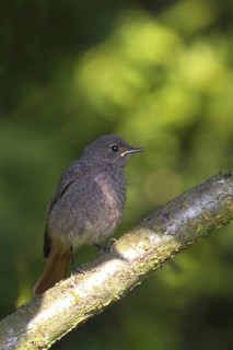Black Redstart (Phoenicurus ochruros) juvenile, North Rhine-Westphalia, Germany