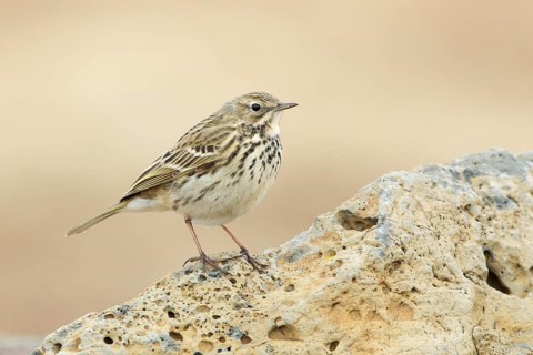 Meadow Pipit (Anthus pratensis), Iceland