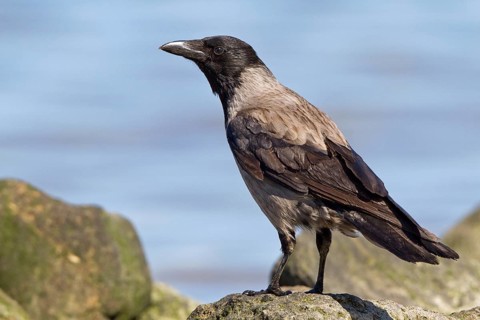 Hooded Crow (Corvus cornix), Mecklenburg-Western Pomerania, Germany