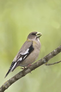 Evening Grosbeak (Hesperiphona vespertina) female, Maine, USA