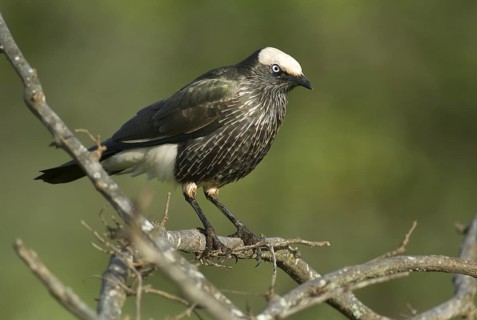 White-crowned Starling (Lamprotornis albicapillus), Ethiopia