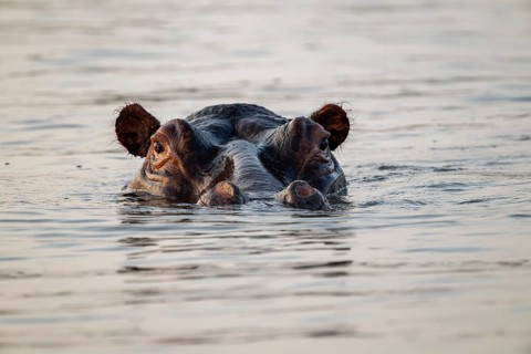 Hippopotamus (Hippopotamus amphibius), head looking out of water, White Nile, Murchison Falls NP,