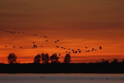 Common Crane (Grus grus), Mecklenburg-Western Pomerania, Germany