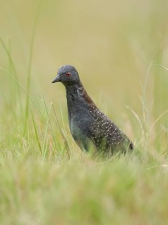 Black Rail (Laterallus jamaicensis), Texas, USA