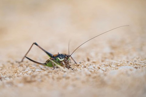 Bush cricket or katydids probably Barbitistes constrictus, Cres, Croatia