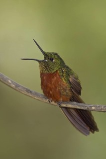 Chestnut-breasted Coronet (Boissonneaua matthewsii) singing, Ecuador