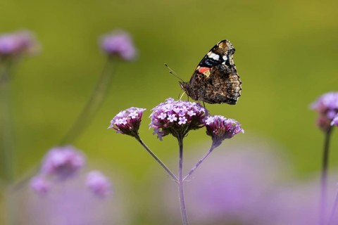 Red admiral butterfly (Vanessa atalanta) adult insect feeding on garden Verbena bonariensis purple