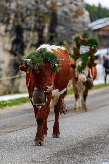 A cow decorated with flowers during the cattle drive on the Alpe di Siusi runs along the road in a
