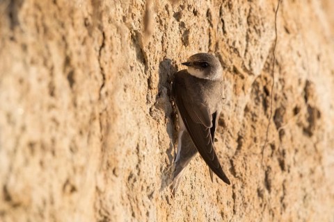 Sand Martin (Riparia riparia), North Rhine-Westphalia, Germany