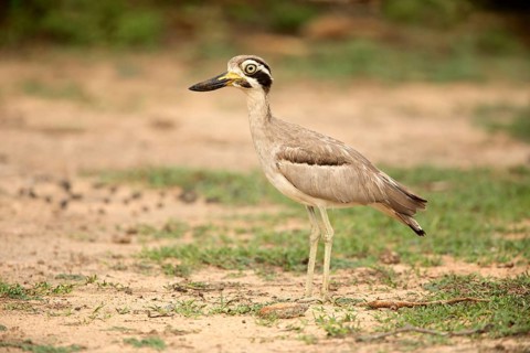 Great Stone-curlew (Esacus recurvirostris) perched on the ground, Bundala National Park, Sri Lanka