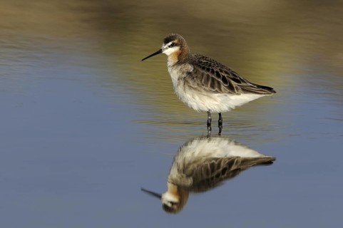 Wilson's Phalarope (Phalaropus tricolor), Alberta, Canada