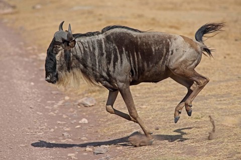 Running blue wildebeest (Connochaetes taurinus), Ngorongoro Crater, Serengeti, Tanzania, East