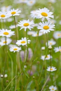 Meadow with marguerites (Leucanthemum), inflorescences, Stillachtal near Oberstdorf, Allgäu Alps,