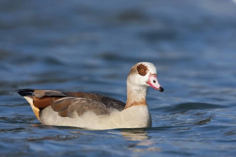 Egyptian Goose (Alopochen aegyptiaca), Baden-Wuerttemberg, Germany