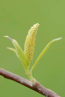 White willow (Salix alba), male flowers in spring, willow catkins, North Rhine-Westphalia, Germany
