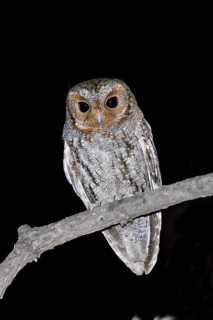 Flammulated Owl Psiloscops flammeolus Chiricahua Mountains, ARIZONA, USA 3 May Adult Strigidae