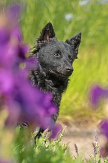Mudi, Hungarian Shepherd Dog, Very rare