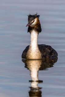 Great Crested Grebe (Podiceps cristatus), Mecklenburg-Western Pomerania, Germany