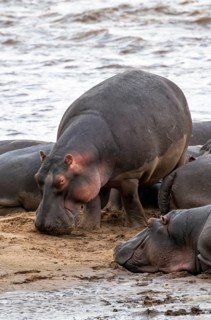 Hippopotamuses (Hippopotamus amphibius), hippos at the Mara River, Serengeti National Park,